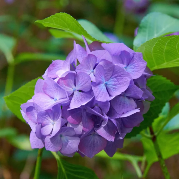 Hortensia Macrophylla 'Diva Fiore' - Ghiveci 0.7L