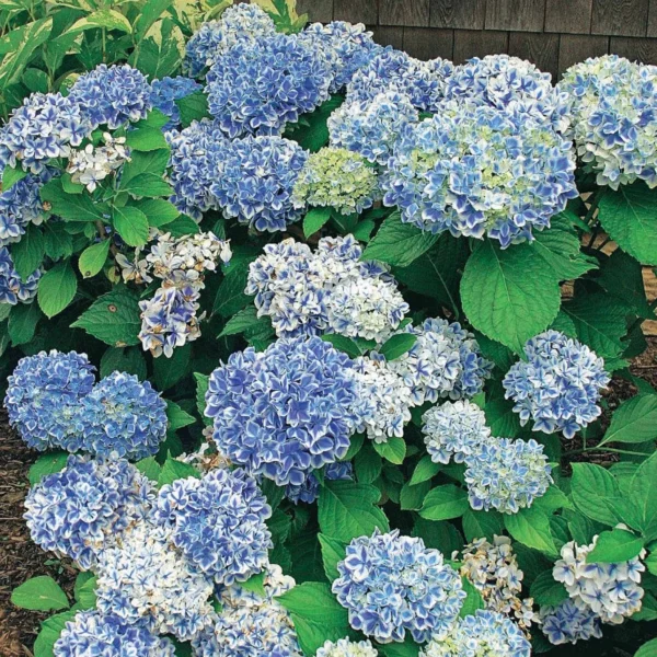 Hortensia Macrophylla 'Peppermint' - Ghiveci 0.7L