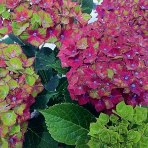 Hortensia macrophylla 'Schloss Wackerbarth' - Ghiveci 0.7L