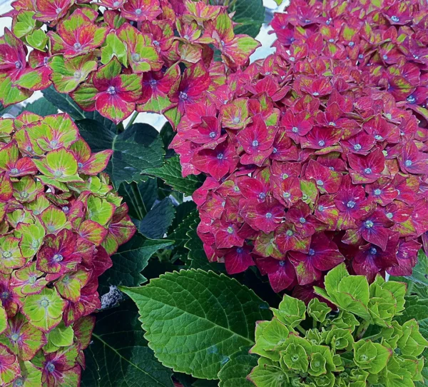Hortensia macrophylla 'Schloss Wackerbarth' - Ghiveci 0.7L