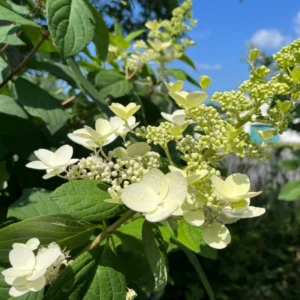 Hortensie paniculata 'Levana' - Ghiveci 0.7L