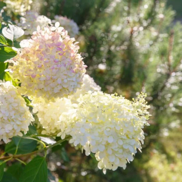 Hortensie 'Silver Dollar' - imagine 2