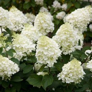 Hortensie 'Silver Dollar'