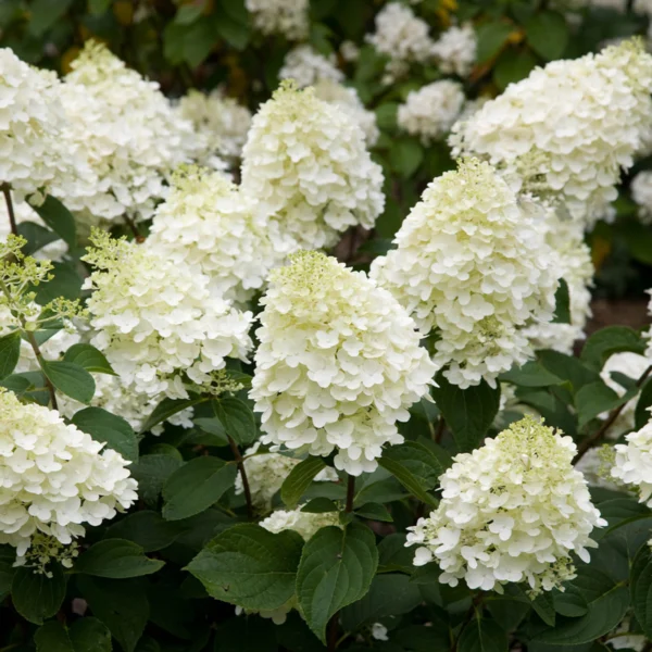 Hortensie 'Silver Dollar'