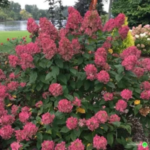 Hortensie roșie ”Wim’s Red” - Ghiveci 0,7L