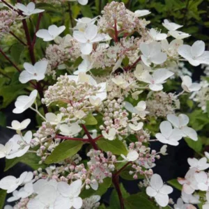 Hortensie ‘Dharuma’