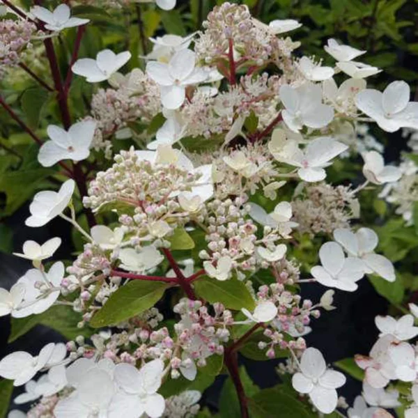 Hortensie ‘Dharuma’