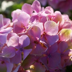 Hortensie ‘Gertrud Glahn’