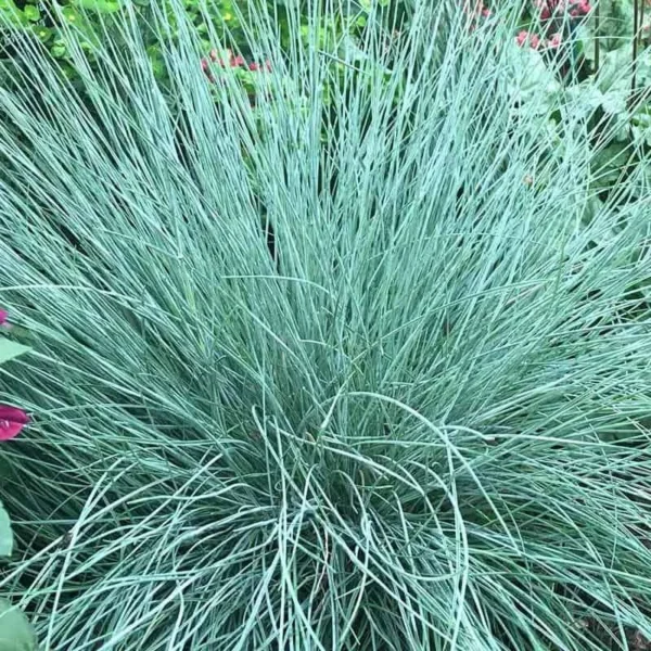 Iarbă Albastră (Festuca glauca) - Ghiveci 3L