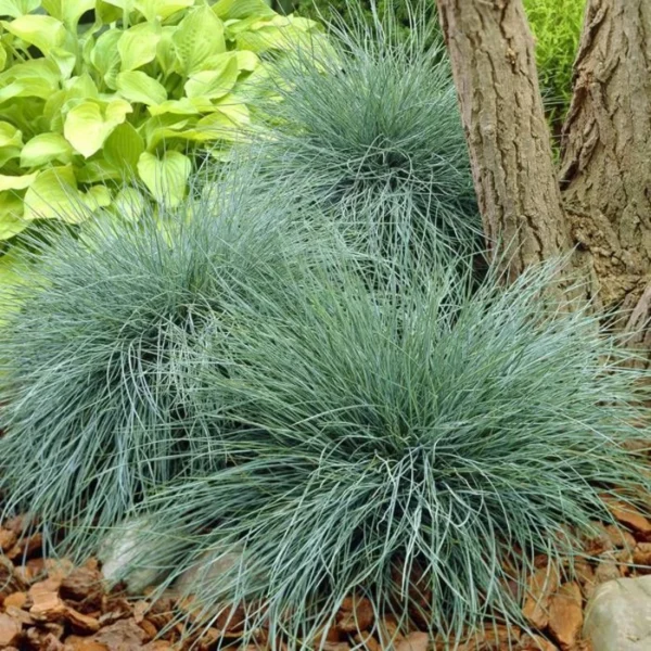 Iarbă Albastră (Festuca glauca) - Ghiveci 3L - imagine 2