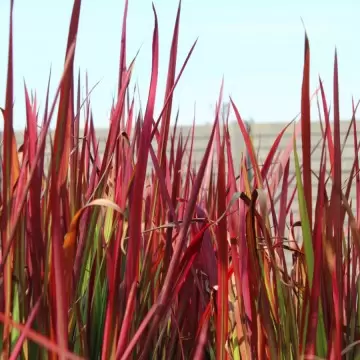 Iarbă Roșie (Imperata cylindrica "Red Baron") - Ghiveci 3L - imagine 2