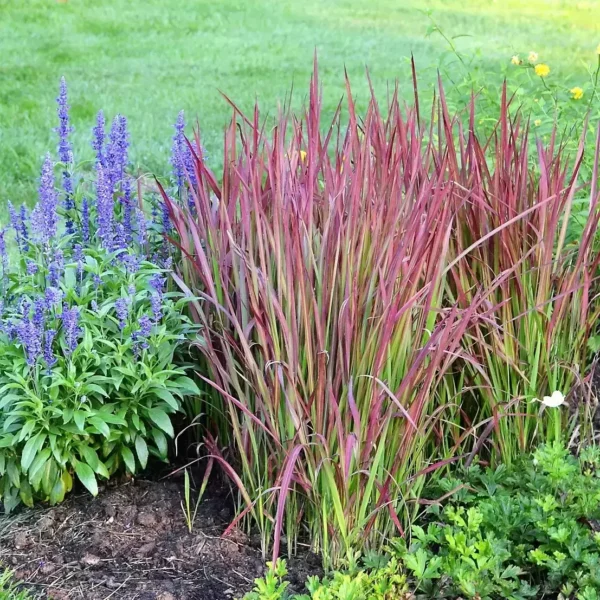 Iarbă Roșie (Imperata cylindrica "Red Baron") - Ghiveci 3L