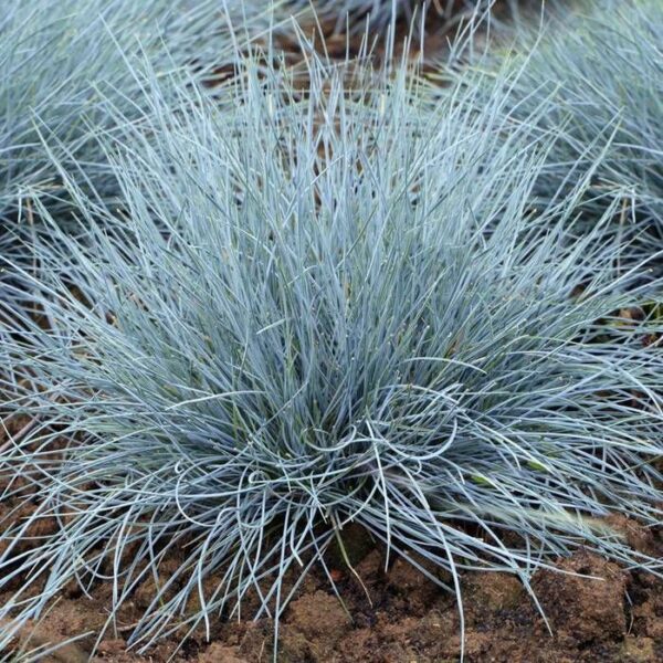 Iarbă albastă 'Festuca Glauca' - Ghiveci 3L - imagine 3