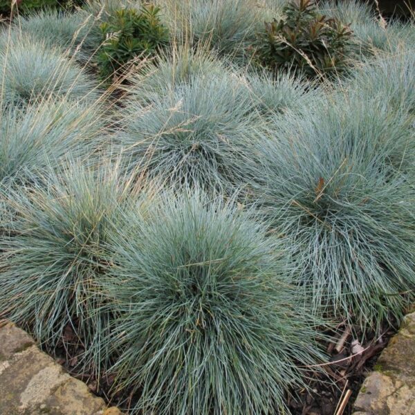 Iarbă albastă 'Festuca Glauca' - Ghiveci 3L