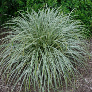 Iarbă decorativă Carex Verde - Ghiveci 3L