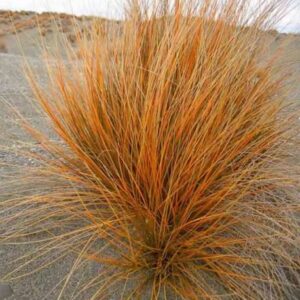 Iarbă decorativă 'Carex Wild Fire' - Ghiveci 3L