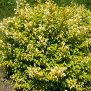 Iasomie 'Aureus' (Lămâiță albă) - Ghiveci 0,7L
