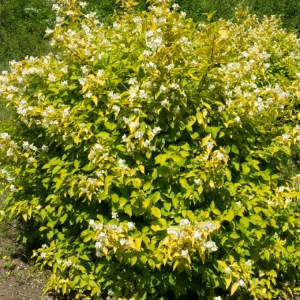 Iasomie 'Aureus' (Lămâiță albă) - Ghiveci 0,7L