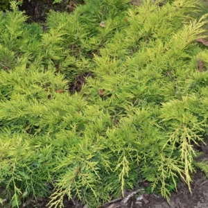 Ienupăr Auriu Juniperus × pfitzeriana 'Gold Star' - Ghiveci 0.7L