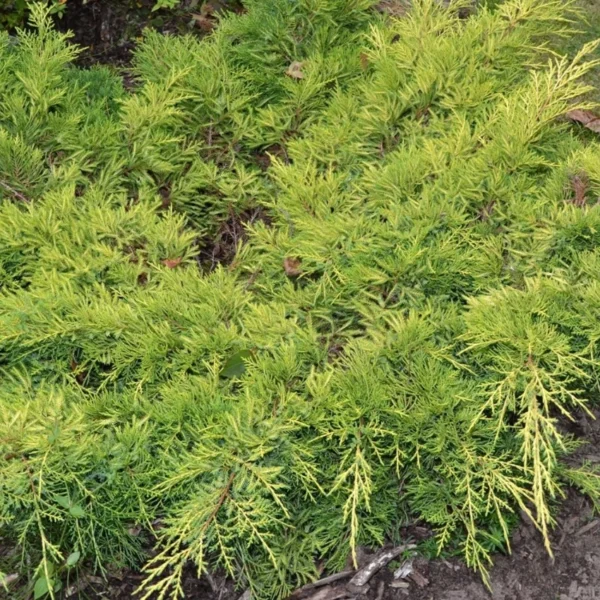 Ienupăr Auriu Juniperus × pfitzeriana 'Gold Star' - Ghiveci 0.7L
