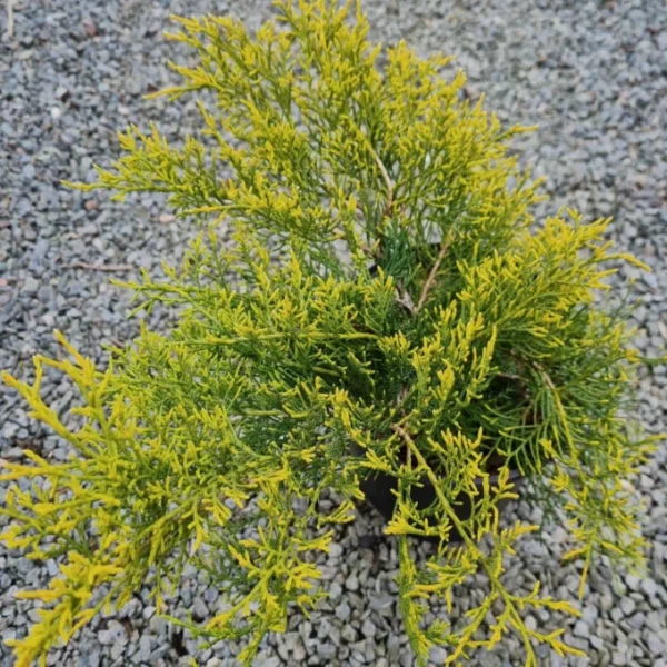 Ienupăr Auriu Juniperus × pfitzeriana 'Gold Star' - Ghiveci 0.7L - imagine 2