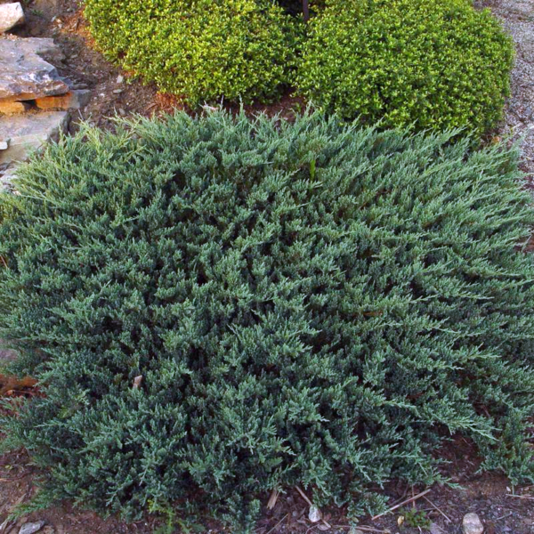Ienupar 'Blue Chip' - Ghiveci 3L