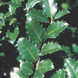 Ilex Blue Prince 35-40 cm - Ghiveci 3L