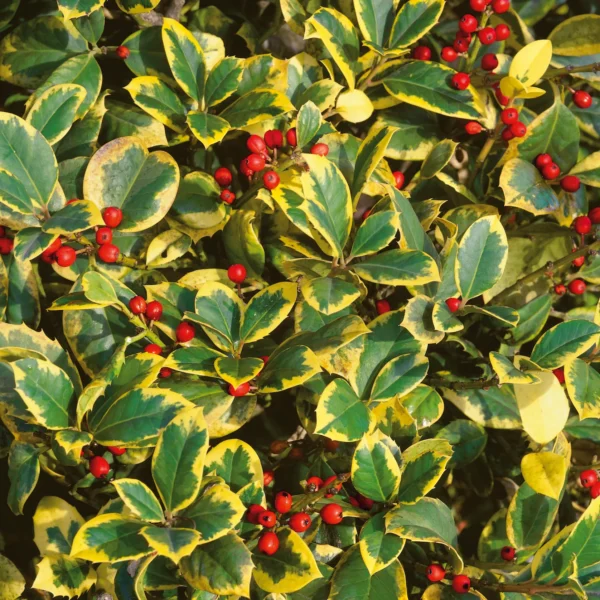 Ilex Golden King 40-45cm  - Ghiveci 3L