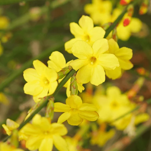 Iasomie 'Jasminium Nudiflorum' la ghiveci - imagine 2