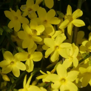 Iasomie 'Jasminium Nudiflorum' la ghiveci