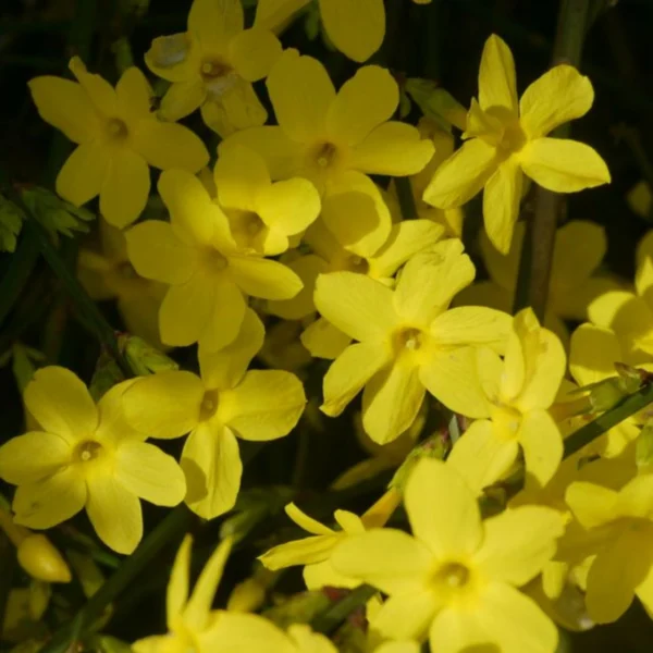 Iasomie 'Jasminium Nudiflorum' la ghiveci