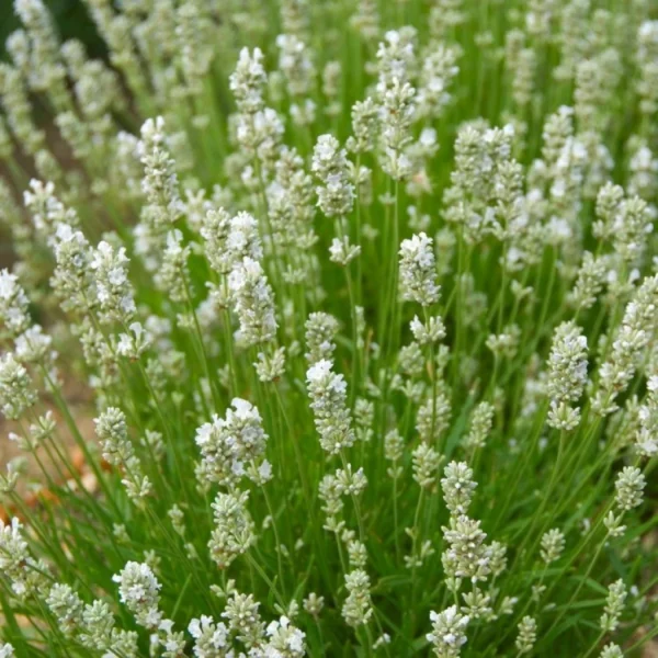 Lavanda 'Arctic Snow' - Ghiveci 0,7L