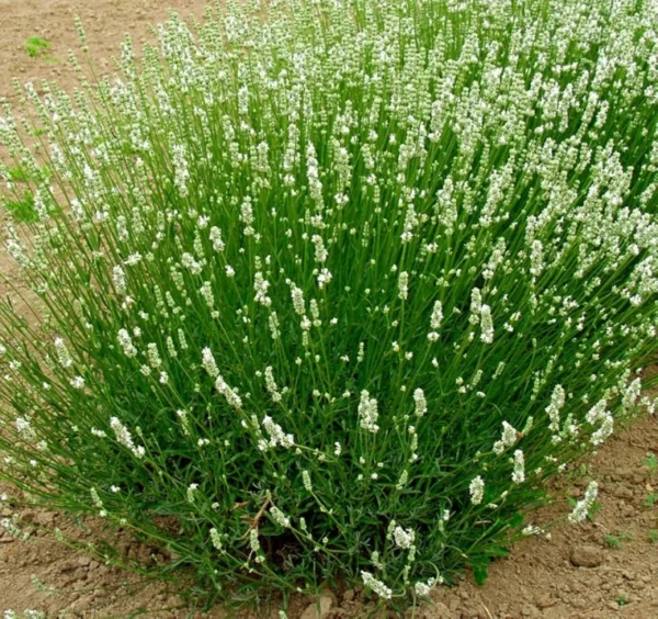 Lavanda 'Arctic Snow' - Ghiveci 0,7L - imagine 2