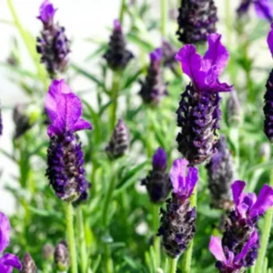 Lavandă "Dark Violet" - Ghiveci 0.7L