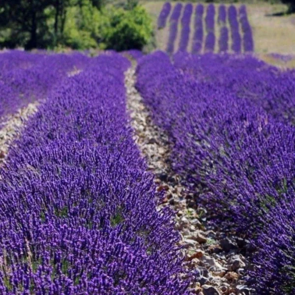 Lavanda 'Dwarf Blue' - Ghiveci 0,7L