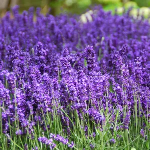 Lavanda Hidcote - Ghiveci 3L