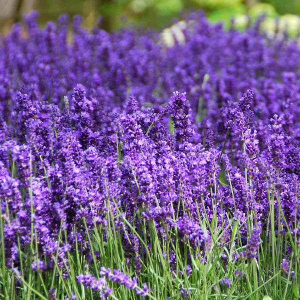 Lavanda Hidcote - Ghiveci 0,7L