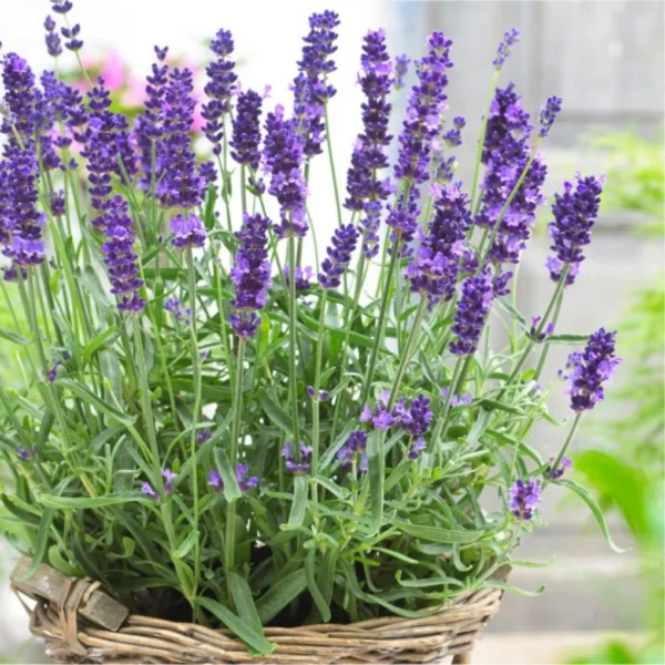 Lavanda Hidcote - Ghiveci 0,7L - imagine 2