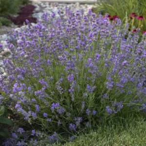 Lavanda 'Munstead' - Ghiveci 0,7L