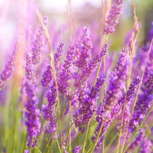 Lavanda roz - Ghiveci 0,7L