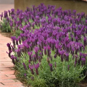 Lavanda 'Victory' - Ghiveci 0,7L