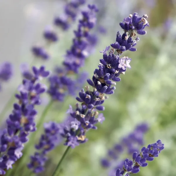 Lavanda 'Angustifolia Sevtopolis' 40cm - imagine 3