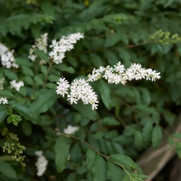 Lemn Cainesc (Ligustrum vulgare) 30cm - imagine 2
