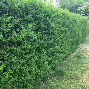 Lemn Cainesc (Ligustrum vulgare) 30cm