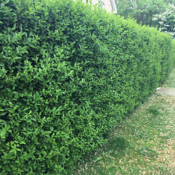 Lemn Cainesc (Ligustrum vulgare) 30cm