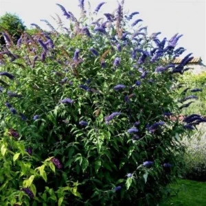 Liliac „Buddleja Black Knight” - Ghiveci 0,7L