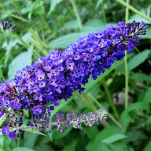 Liliac albastru Dart's Papillon Bleu - Ghiveci 0,7L