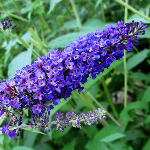 Liliac albastru Dart's Papillon Bleu - Ghiveci 0,7L