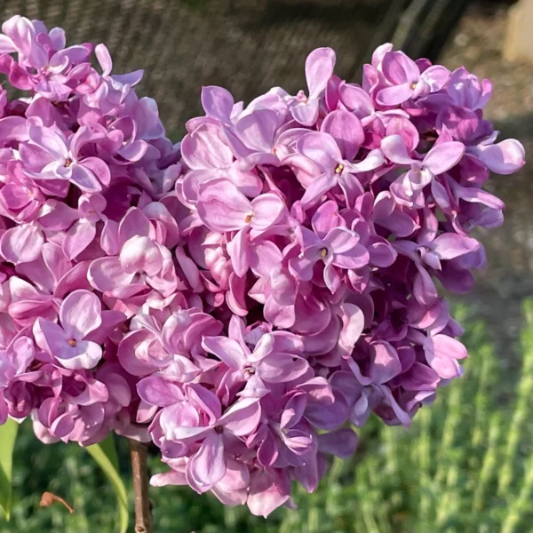 Liliac mov (Syringa vulgaris 'Purple Prince') 20-25 cm - Ghiveci 0.7L - imagine 2