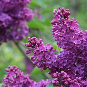 Liliac mov (Syringa vulgaris 'Purple Prince') 20-25 cm - Ghiveci 0.7L